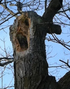 The pileated woodpecker has been busy.